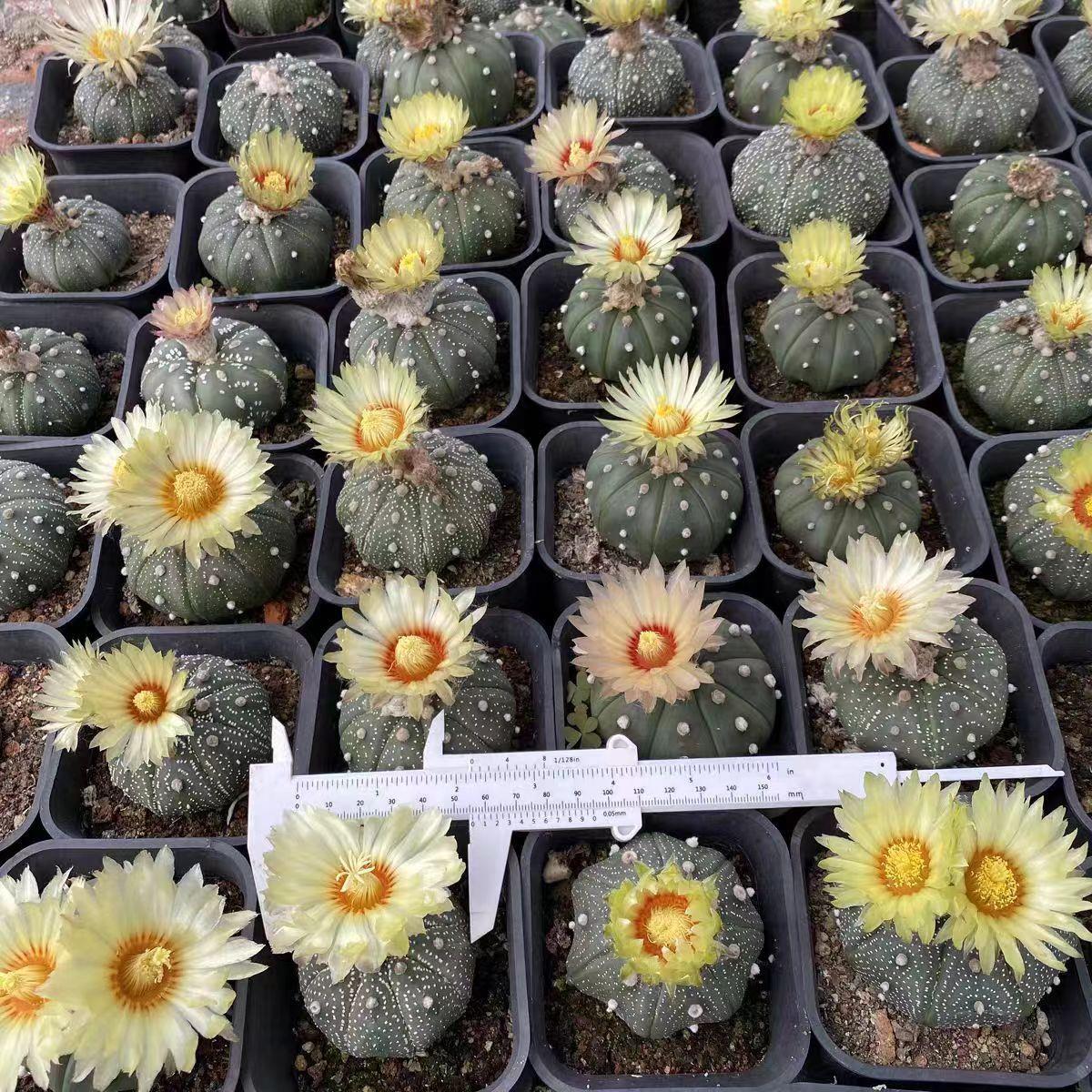 星兜仙人球星球兜4-5cm西瓜球星兜锦实生会开花的室内多肉