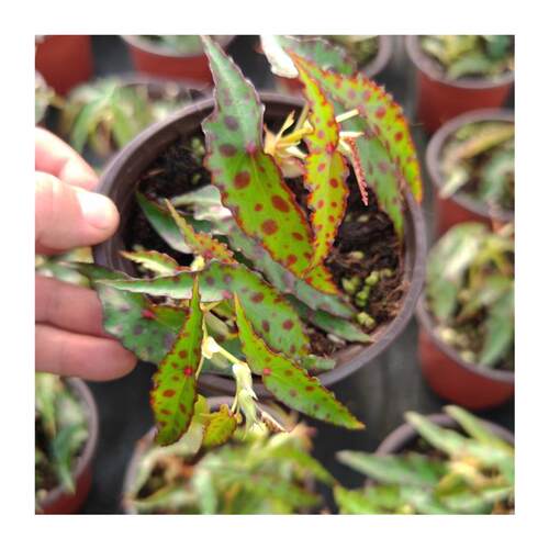 伴兮竹节秋海棠办公室内桌面耐阴绿植盆栽花卉植物一件代发