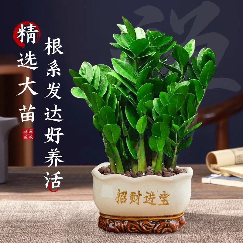 金钱树盆栽客厅大棵摆件圆叶招财旺宅绿植花卉室内水培植物发财树