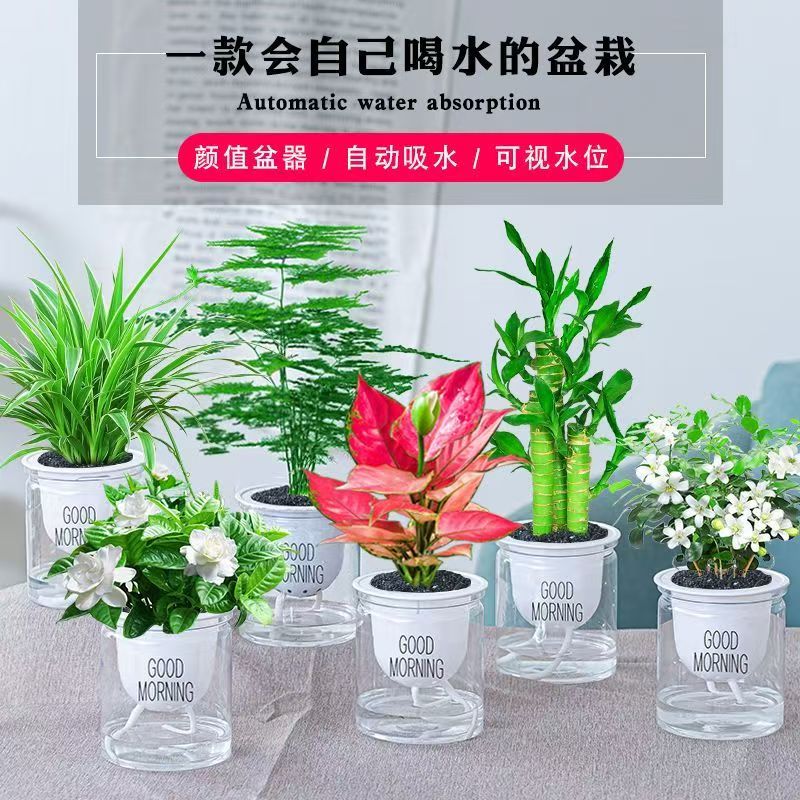 水培植物绿萝箩发财树
