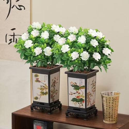 栀子花盆栽花期长带花苞