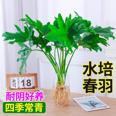龙鳞春羽水培植物天堂鸟客厅绿萝盆栽花卉富贵竹龟背竹好养的绿植