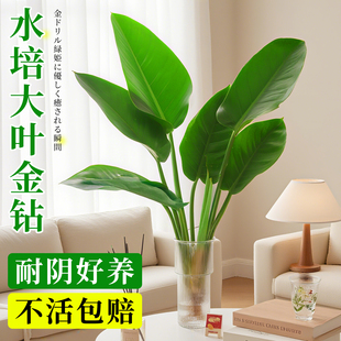 大叶金钻绿公主盆栽带花苞水培植物室内好养新房吸四季绿植