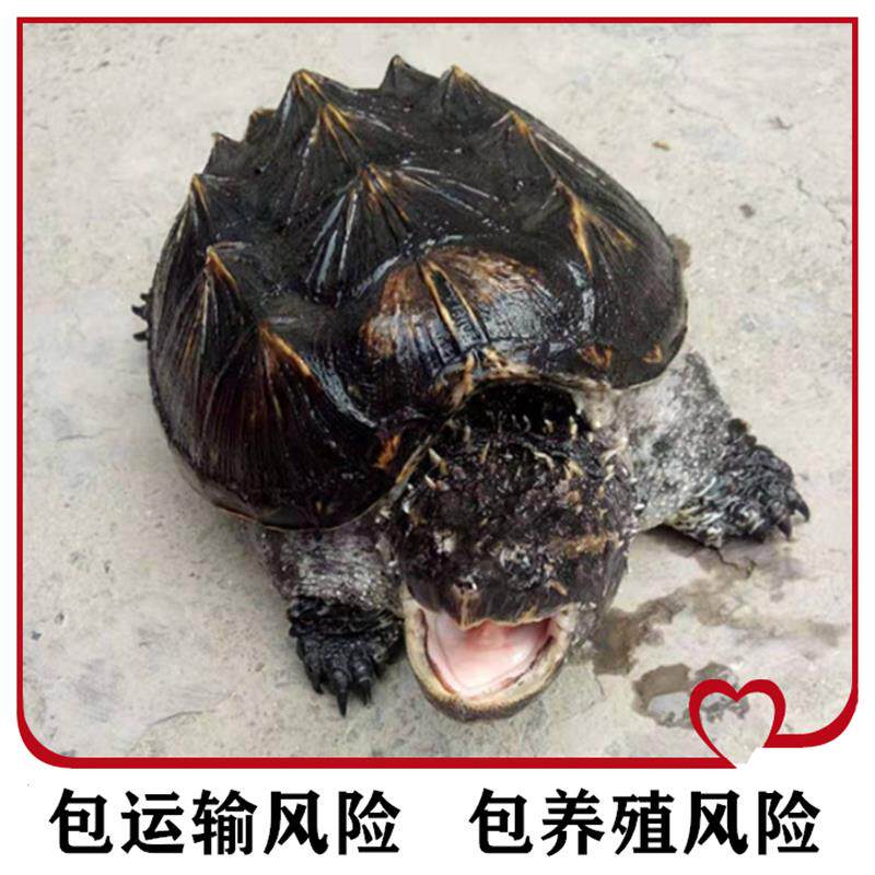 鳄龟大型乌龟观赏龟小鳄龟苗大鳄龟杂佛鳄龟爆刺纯佛鳄水龟宠物龟