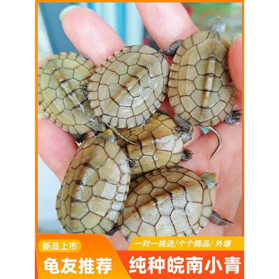 小青龟皖南小青苗乌龟活体发色龟招财龟纯正三黄小青宠物乌龟包纯
