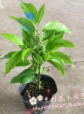 嫁接黄桷兰树苗 黄兰花苗 白兰花盆栽 浓香 庭院室内盆栽花卉带花