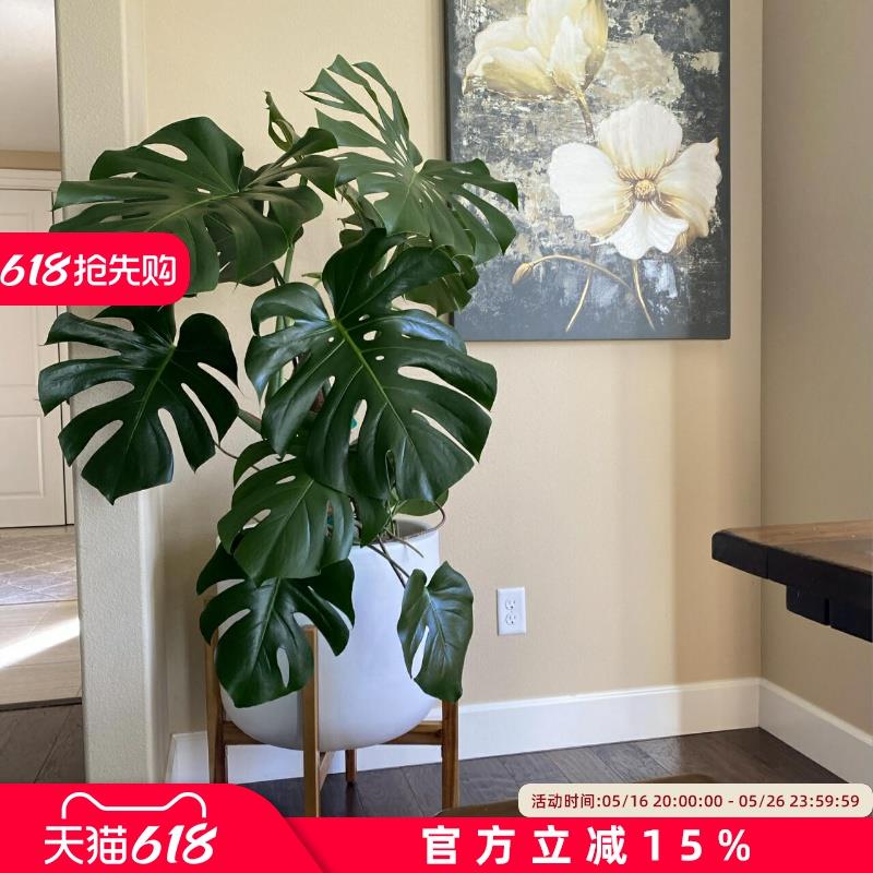 仿真绿植龟背竹高级感假树大型植物室内客厅景观落地盆栽装饰摆件
