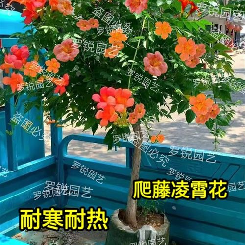 凌霄花苗爬藤植物四季开花耐寒耐热三色老桩盆栽阳台庭院花卉好养