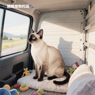 三亚出发全国宠物托运活体运输服务空运陆运专车随机手续陪同办理