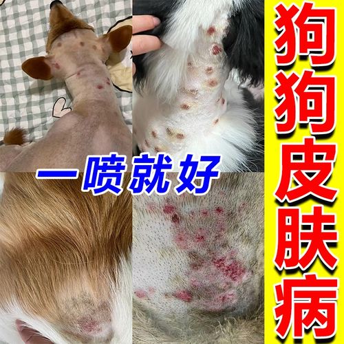 金毛法斗泰迪拉布拉多狗子狗狗长癣真菌皮肤病治疗专用特效药喷剂