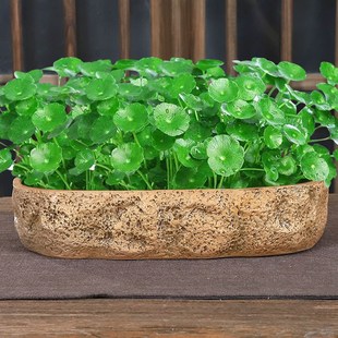 简约陶瓷花盆水养水培铜钱草碗莲金钱草一叶莲水仙花无孔多肉花盆