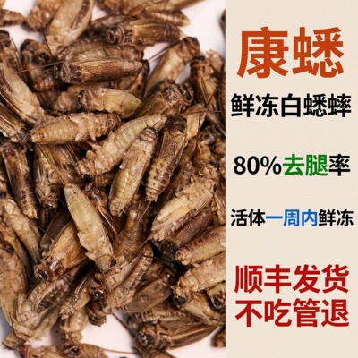 康蟋鲜冻白蟋蟀方便喂养不吃管退
