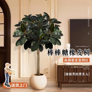 橡皮树黑金刚像皮树客厅大盆栽棒棒糖老桩象皮树绿植室内大型真树