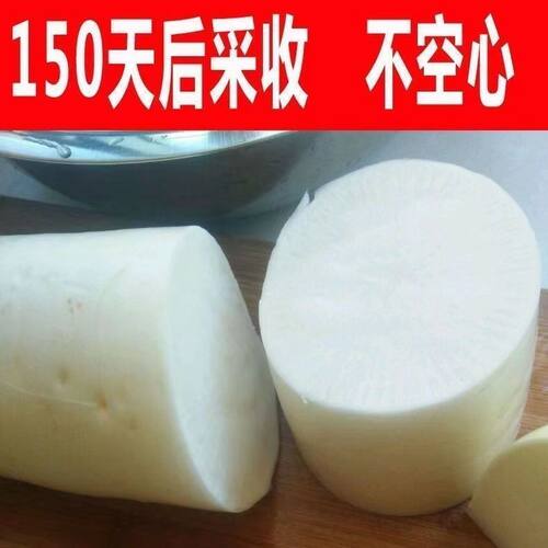正品特大白萝卜种子四季播抗热耐寒九斤王萝卜种仔易种植蔬菜种籽