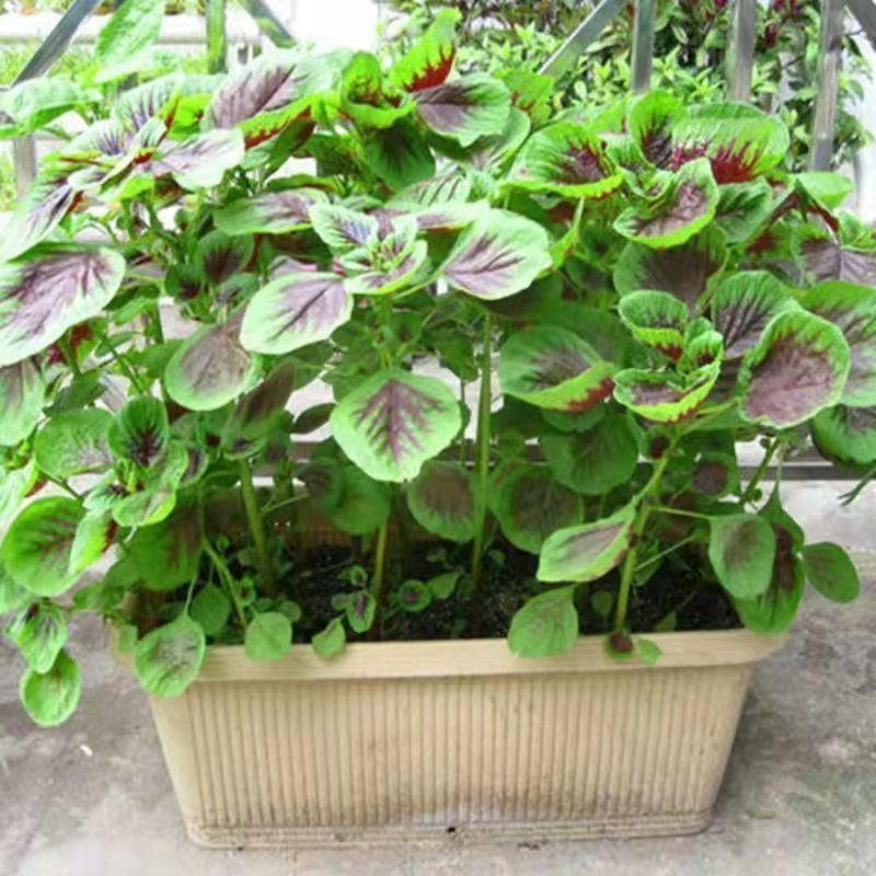 新品一点红苋菜种子圆叶红苋菜籽春夏秋苋菜种孑四季蔬菜种子批发图片