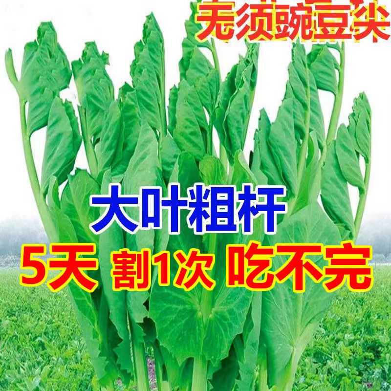 大叶无须豌豆苗种子豌豆尖吃苗四季阳台盆栽芽苗菜秋冬季蔬菜种子