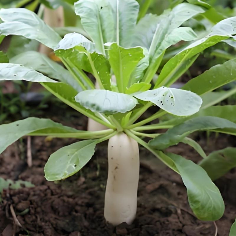 短叶早熟白萝卜种子高产白萝卜耐热四季阳台庭院种植蔬菜种子图片