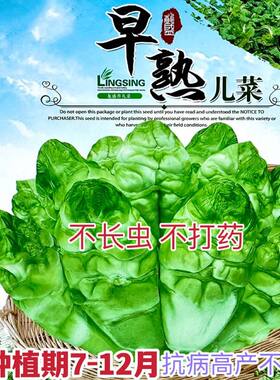 四川脆嫩儿菜种子重庆宝宝菜早熟特大号十八罗汉娃娃菜耐热蔬菜种