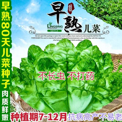 四川脆嫩儿菜种子重庆宝宝菜早熟特大号十八罗汉娃娃菜耐热蔬菜种