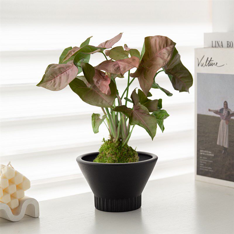 粉色恋人红粉佳人苔藓球苔玉盆栽植物盆景水培植物室内桌面绿植