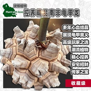 S南非龟甲龙室内易养多肉块根盆栽盆景 裂甲龟 黑甲龟 九年老店