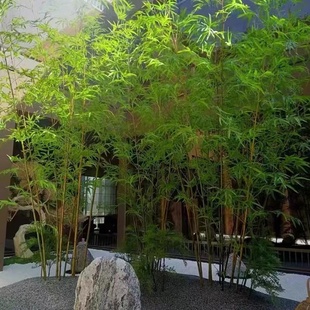 饰隔断客厅屏风装 仿真竹子细水竹毛竹装 饰橱窗玄关假竹子仿真竹子