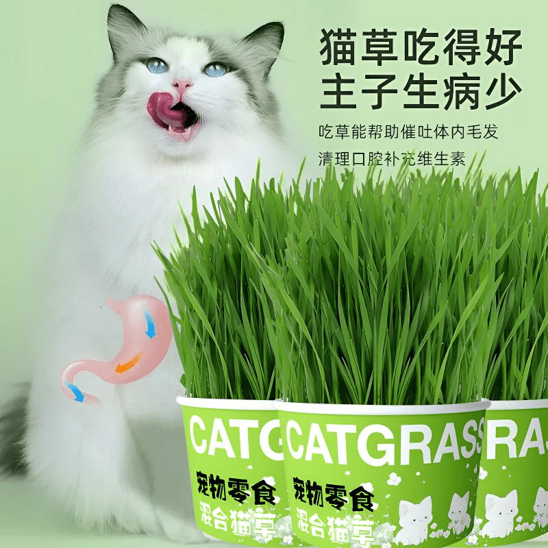 新款 1罐懒人泡面猫草猫薄荷猫草自种方便面盆栽洁齿零食排出毛球
