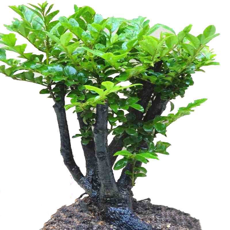 小叶紫檀盆景树桩 室内客厅盆栽老桩造型黑檀木 四季常青植物包邮