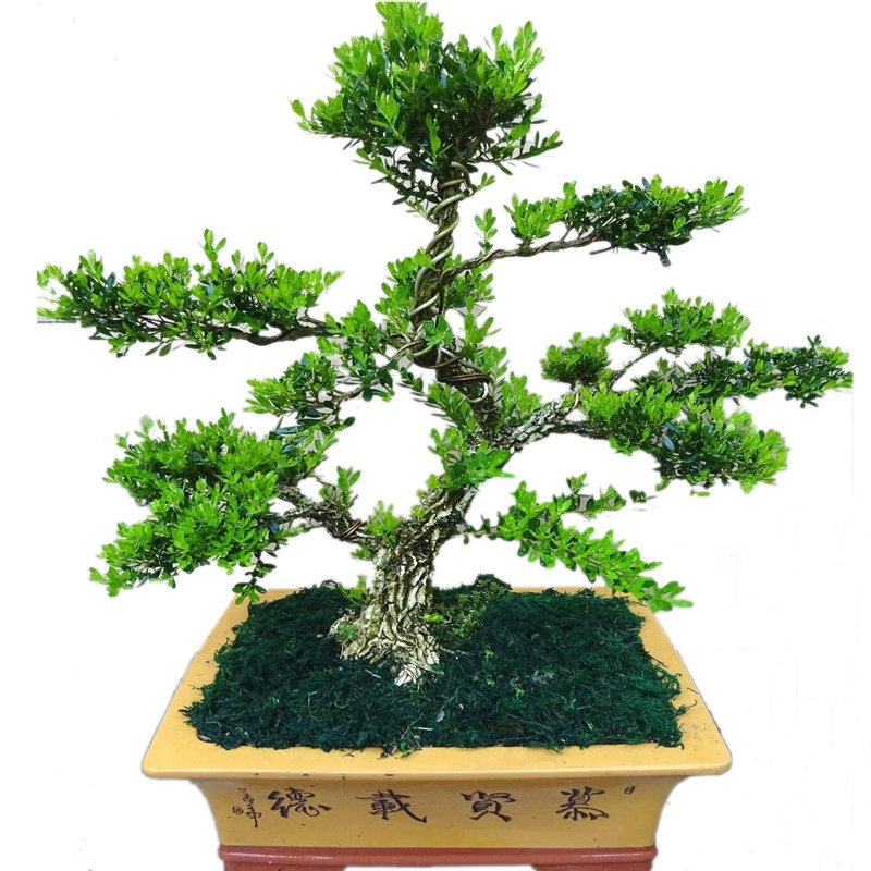 黄杨造型盆景室内绿植花卉 雀舌小叶黄杨木盆栽老桩大型客厅花卉