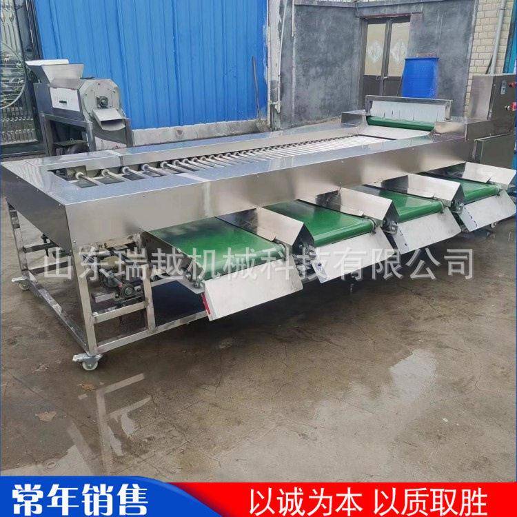 工业酸黄瓜分级筛选机大型胡萝卜滚杠式筛选机商用李子黄杏分选机