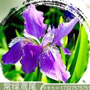 常绿鸢尾水生挺水植物耐寒大苗种球花庭院河道湿地工程绿化净化