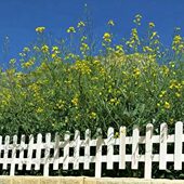 白色篱笆草坪栏杆花园碳小防腐木栅栏户外室外化装 饰围栏庭院栏栅