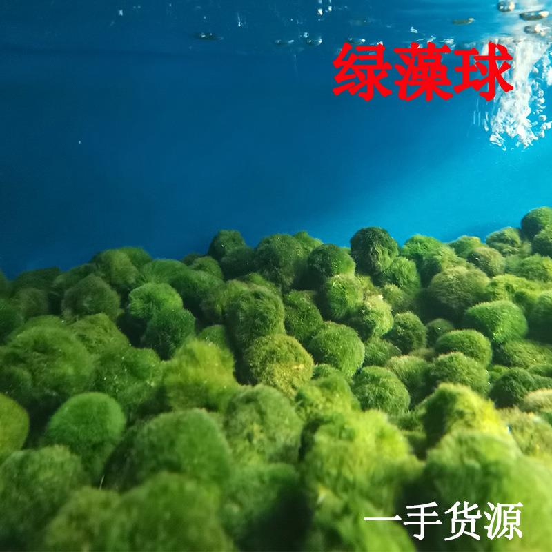 绿藻球 小鱼缸造景装饰生态瓶水草植物阴性超易养大中小藻球
