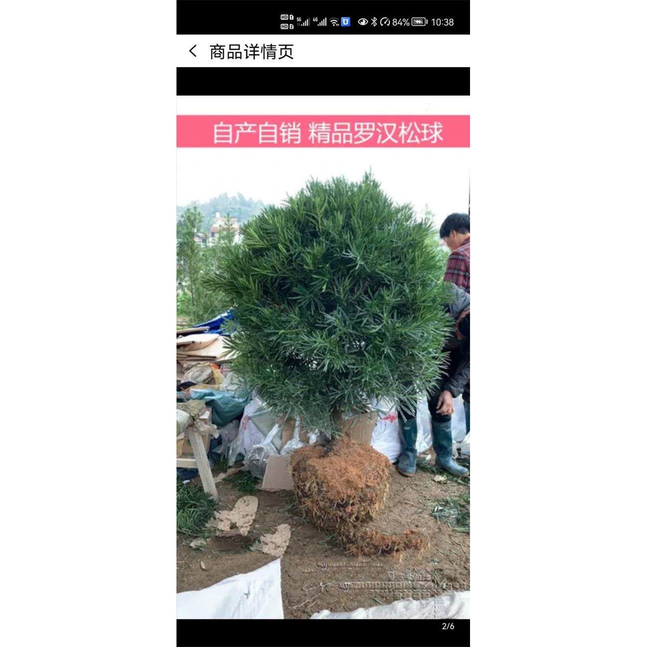 罗汉松球 精品罗汉松球 盆栽庭院常绿植物 树冠60-1.7米 包邮