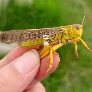 画眉鸟活食广东野生鲜活丁蜢蚂蚱蝗虫蚱蜢提性促火上力收身和耐力