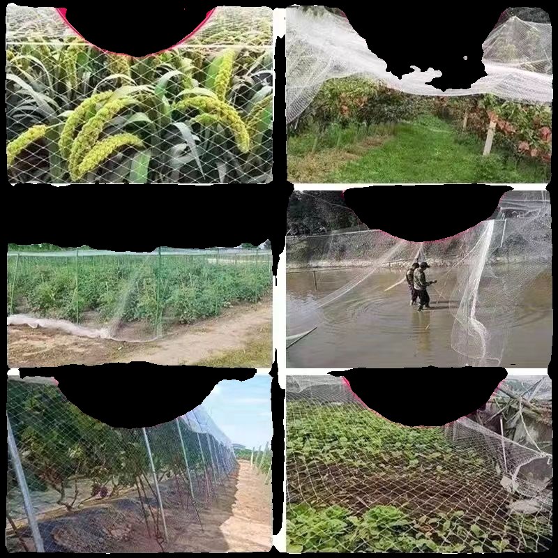 果树尼龙防鸟网葡萄园樱桃园梨园防鸟用网养殖鱼塘农用天网防护网