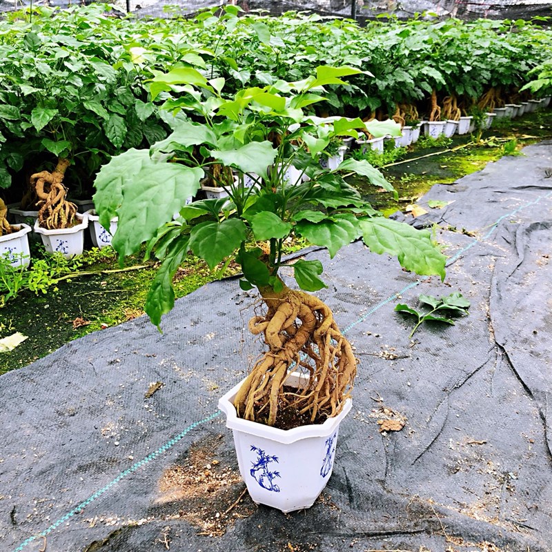 提根幸福树盆栽造型绿宝盆景四季常青室内阳台客厅观叶植物办公室