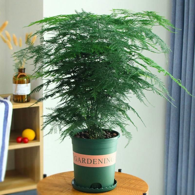 大文竹盆栽大型植物办公室内花卉四季常青绿植客厅空气净化老桩盆