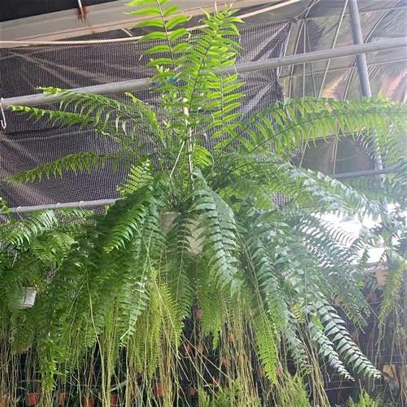 霸王蕨 威武蕨 长叶肾蕨超大型蕨类室内阳台垂吊植物盆栽净化空气