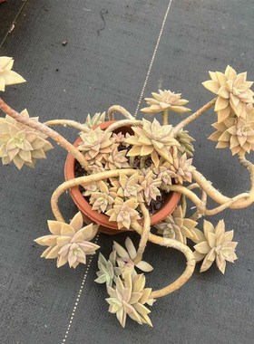 布丁橙色恋人老桩多肉植物悬崖垂吊造型室内外桌面阳台绿植盆栽