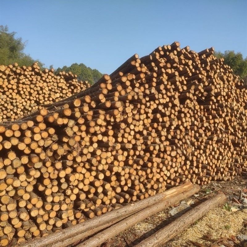 杉木桩松木桩河道打桩木桩驳岸护坡木桩打桩圆木松木.杉木支撑杆