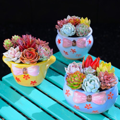 可爱蝴蝶结花盆多肉植物组合带盆栽好办公室趣味美观简单好养肉肉