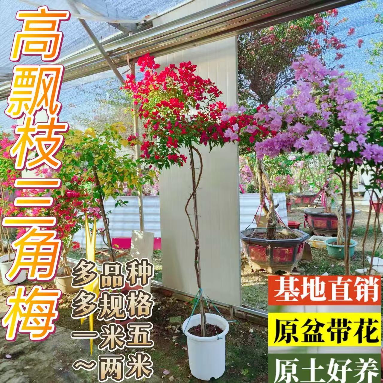 多品种三角梅红樱绿樱卡亚塔大高飘勤花仙气好养易活阳台