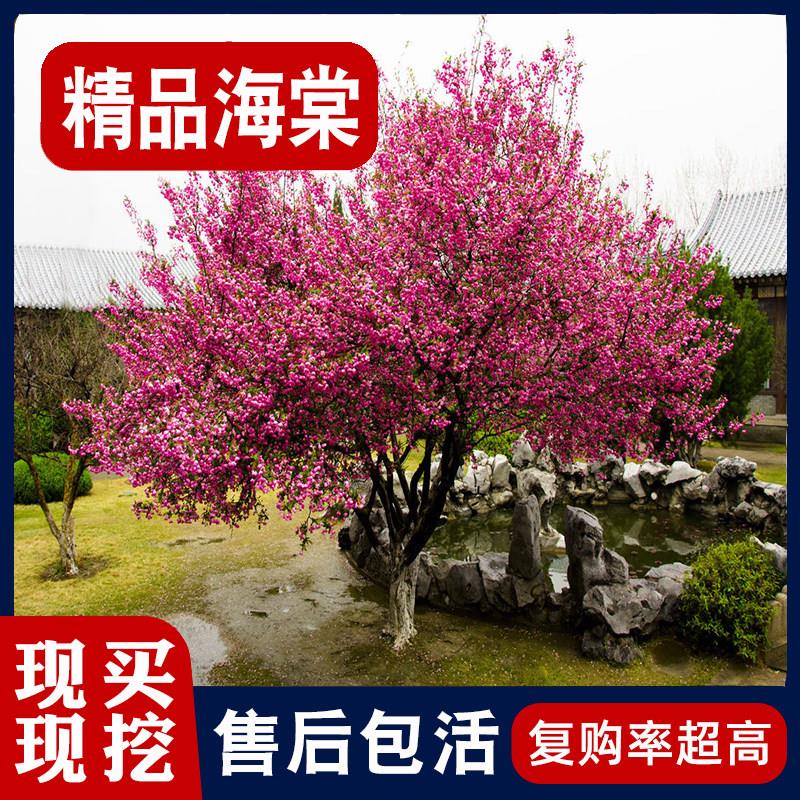 海棠树苗庭院地栽高杆西府垂丝海棠花树苗耐寒植物花卉海棠果盆栽