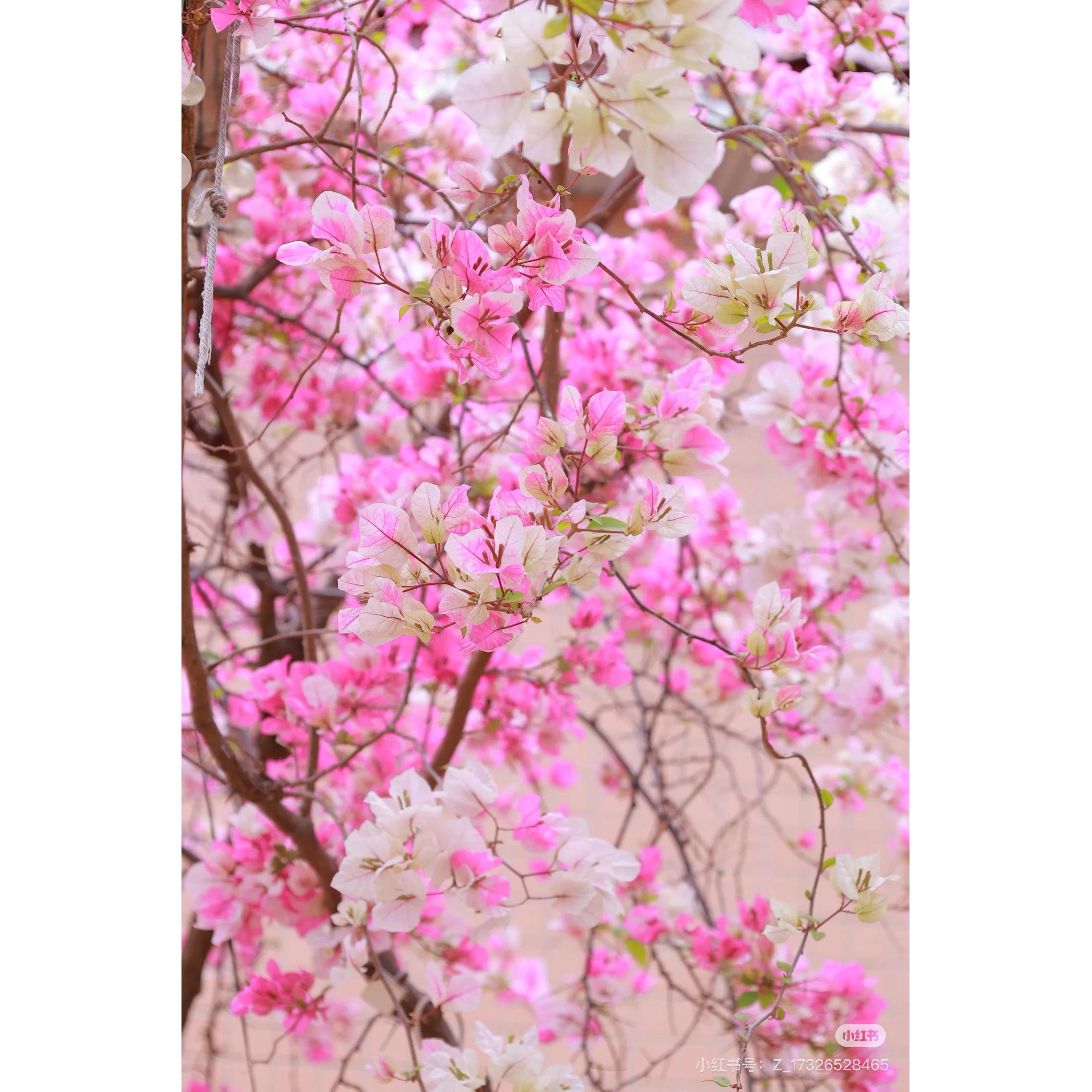 三角梅阳台花园别墅庭院四季开花老桩盆景素材