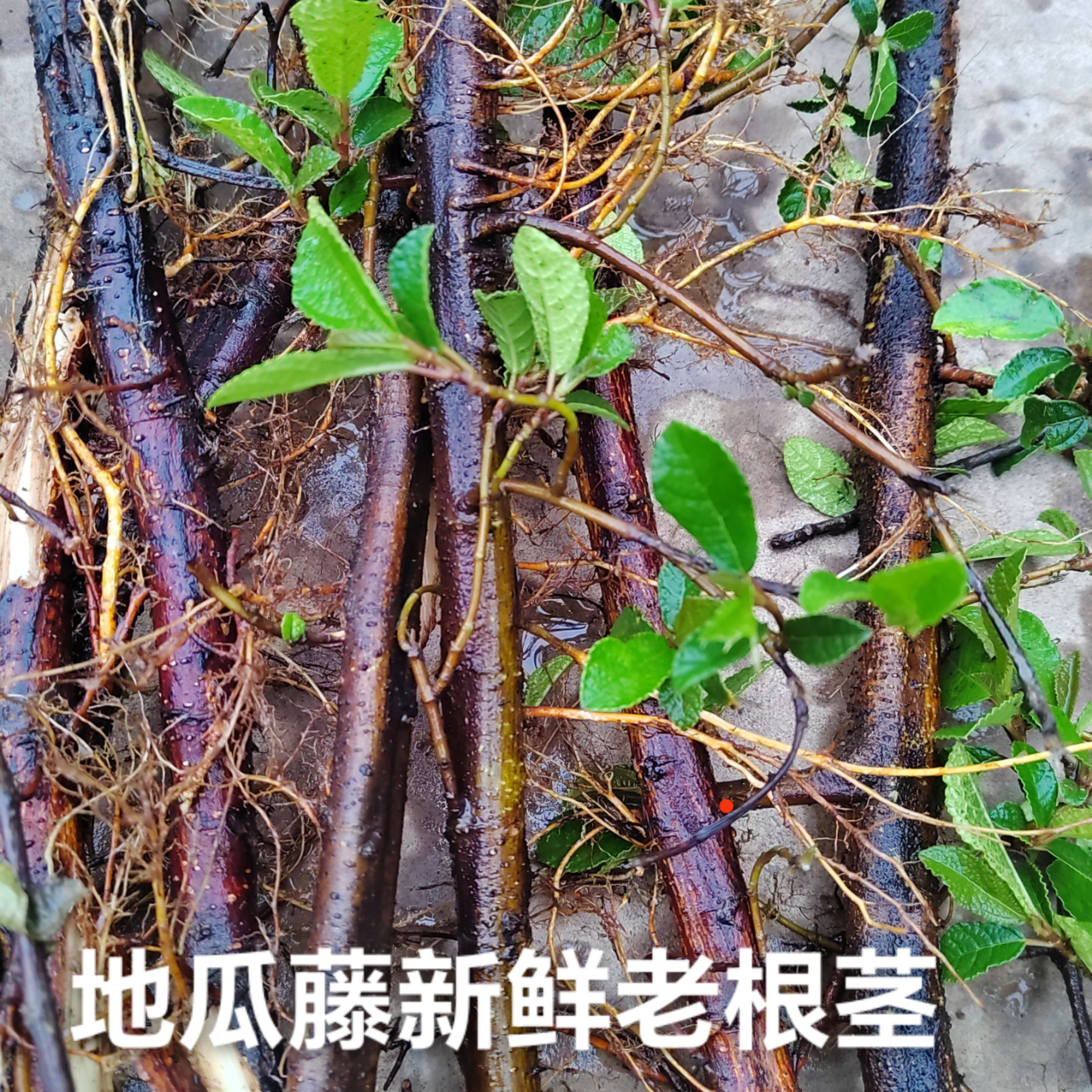 云南野地瓜藤根 现晒地果地枇杷野地瓜根野生中药材干货500g 包邮