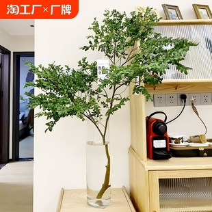美男树水培植物客厅绿植高级桌面水养吊钟盆栽真树鲜切枝条美男木