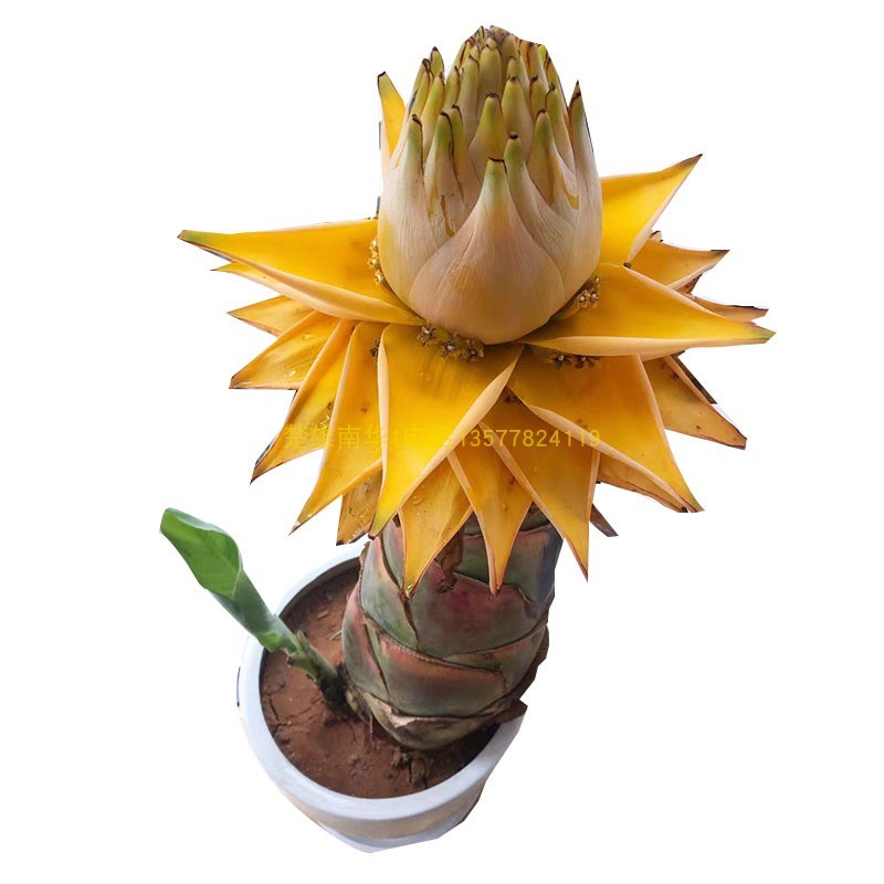 云南巨型地涌金莲花产地矮粗带花苞花卉千瓣莲易养活管理简单