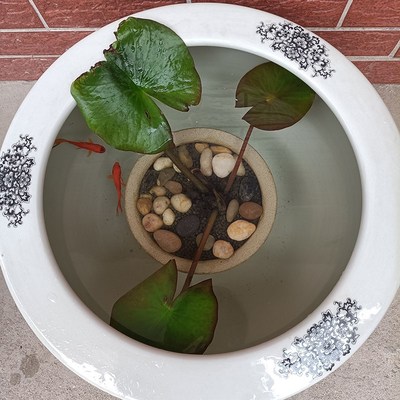 内置陶瓷盆养睡莲荷花莲花养鱼套盆水草泥荷塘泥鹅卵石