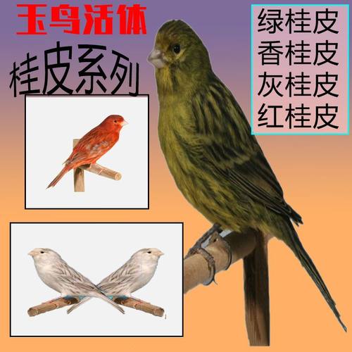 芙蓉鸟 玉鸟 鸟活体 金丝雀鸣唱鸟绿红灰桂皮鸟观赏鸟运输包活
